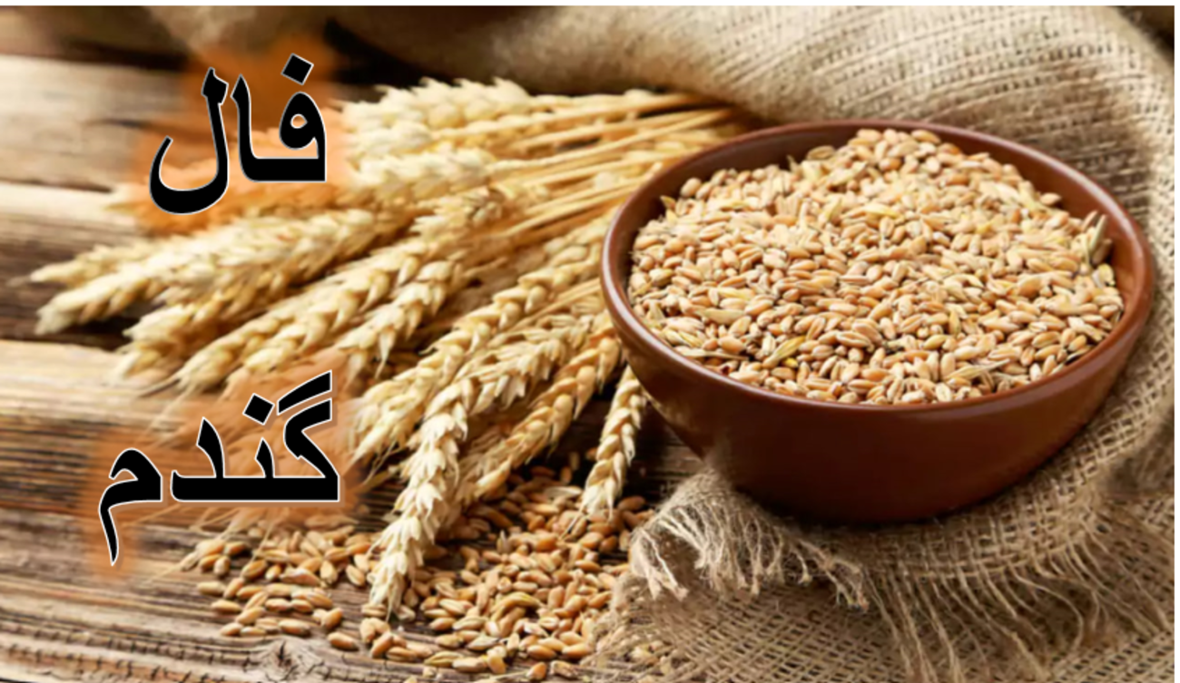 فال گندم 