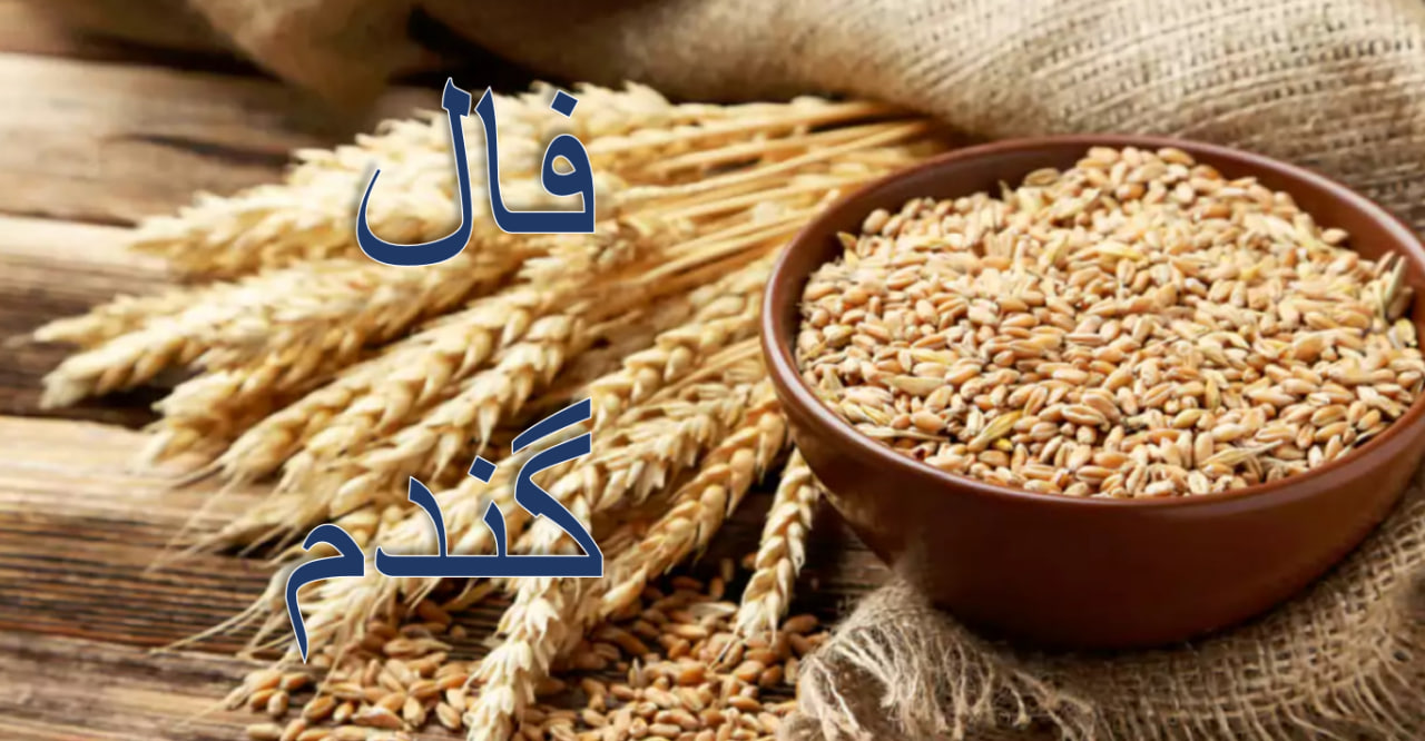 فال گندم امروز 
